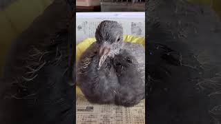 【鳩の雛】ピーピーかわいい♪2023/10/13KUPPI the Crow