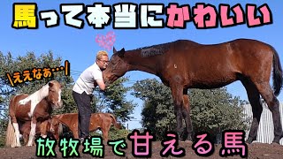 馬が本当に大好きになる！！放牧場で人に近付いてきて、子犬のように全力で甘えてくる馬が可愛すぎました。【ツルマルボーイ様のシモべ】