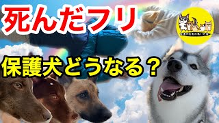 飼い主が死んだフリをしたら？保護犬はどうなる？