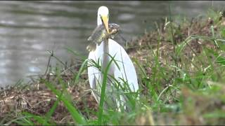 大白鷺食魚記(Great Egret catch big fish)