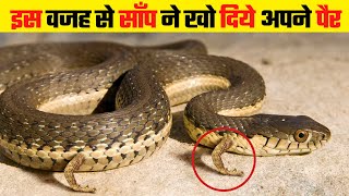 आखिर साँप के पैर क्यों नहीं होते | Why Snakes Don't Have Legs