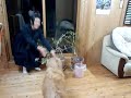 ヘディング犬