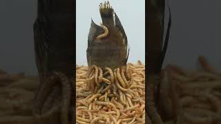 Mealworms vs Fish - Tanganyikan - Gold Comp #timelapse #goinside #mealwormseating  #mealworms