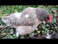 【鶏日記】換羽のクロを撮りたいのにムコちゃんが邪魔 coq hens poules にわとり にわとりこ 鶏 ニワトリ 雄鶏 鶏日記