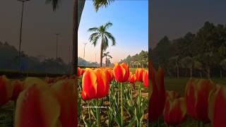 Tulip Festival Delhi 2025 #tulip #tulipfestival #ndmc #tulipgarden #shantipath #flowers #garden