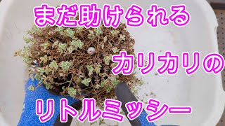 【多肉植物】【ガーデニング】まだ大丈夫、カリカリになったリトルミッシーを復活させます