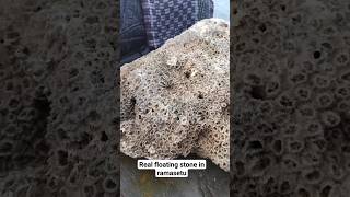 The Real pumice stone or floating stone in rameshwaram#ramasetu #ramsetu