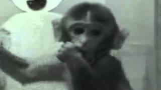 Harry Harlow Monkey Experiment Contact Comfort