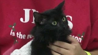Challenge of evacuating animals from Hurricane Irma