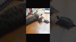 【尊】仲良しすぎる猫と亀【The cat and turtle are so close that they are so cute】【#shorts 】