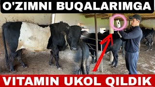 O'ZIMNI BUQALARIMGA VITAMIN UKOL QILDIK VETERINAR ULUG'BEK BILAN SUXBAT