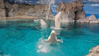 2024/12/22 ベルーガの公開トレーニング【11:00の回】@名古屋港水族館