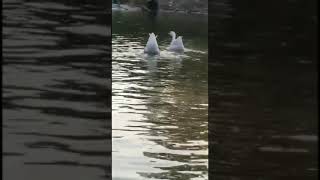 village life|| Sailing in village pond || Rajhans couple || nature || #shorts #newshorts #virul