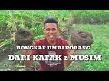 UMBI PORANG- DARI KATAK 2 MUSIM