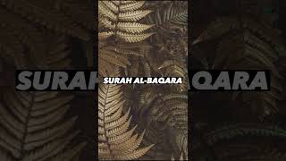 SURAH AL-BAQARA |Ayaat 19+20| Recitation by Mishary Rashid Alafasy | Islam The Heavenly Path
