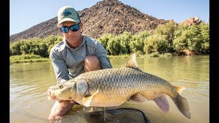 Yellowfish on the Orange (2018 Season)