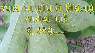 કપાસ  માં થ્રિપ ને કય  રીતે અટકાવવી સાદો ઉપાય  જેનાથી સરળ ખરશે થ્રિપ  જતી  રહેછે cotton............