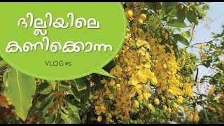 Golden Shower Trees in Delhi   |  ദില്ലിയിലെ കണിക്കൊന്ന  |   Epsiode-5