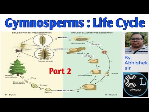 Gymnosperm Life Cycle Diagram