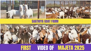 SAATHIYA GOAT FARM | FIRST VIDEO OF MAJETA \u0026 SOJAT LOT | KESHIMPA