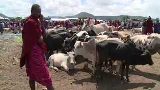 Cattle Meets Nuclear Science