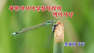 푸른아시아실잠자리의 먹이사냥