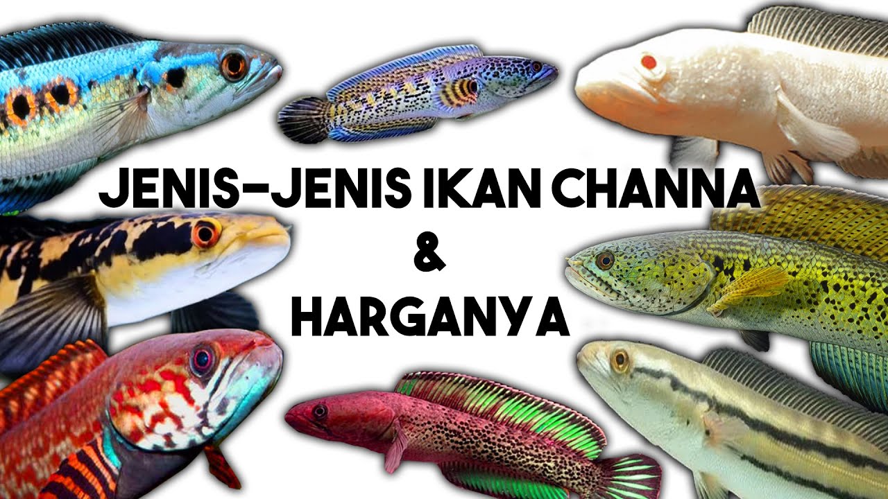 Jenis-Jenis Ikan Channa Beserta Harganya By Yow Ard - YouTube