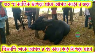 ৩০ শা কার্তিক আগত কাড়া🔥পিচ্যাশি‌ থেকে আগত কাড়া🔥চাঁন্দড়া‌ গ্ৰামে আগত ৪ নং কাড়া র জড়া