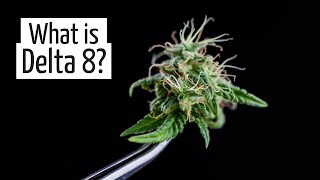 What Does Delta 8 Do? Marijuana for Beginners | Discover Marijuana