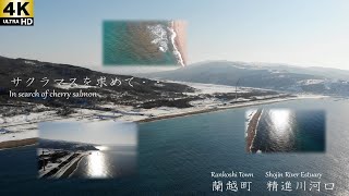 蘭越町　精進川河口　サクラマスを求めて　北海道蘭越方面の釣り