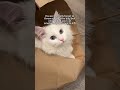 you don t have to have a cat house😸 cat cats funny pets funnycats kitten cutecat cute