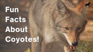 22 Fun and Amazing Facts About Coyotes