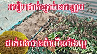 ដាក់ខ្សាច់បែបណាទើបកណ្តូបពងច្រើនហើយវែងធំល្អ?#របៀបចិញ្ចឹមកណ្តូប