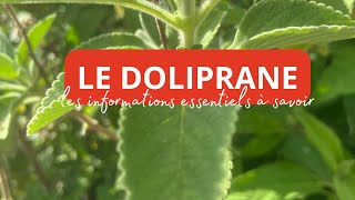 Le Doliprane (Plectranthus barbatus) : La Plante Naturelle pour Booster la Perte de Poids !