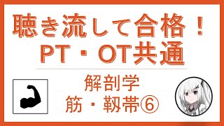 【聴き流して合格】PT・OT国家試験/解剖学　筋・靱帯⑥