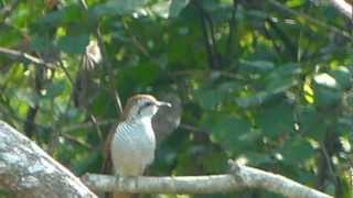 Banded Bay Cuckoo (Cacomantis sonneratii)