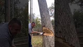 Felling an oak tree with an axe