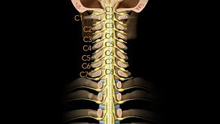 Spinal cord Segmentation