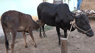 Malnad gidda ! Indigenious Cattle Breed ! Best For A2 Milk