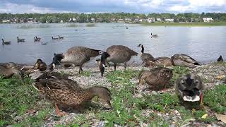 Ducks, Geese and Gulls on a Scenic Lake - 10 Hour Video for Pets and People - Sept 21, 2023