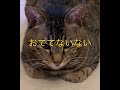 【保護猫】寅吉おててないない