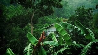 3 HOUR - Soothing Tropical Rain Sounds For Sleeping | Hush Tones ASMR