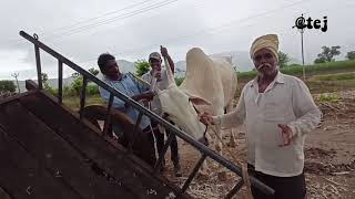 बैलाची शिंगे का घोळवित | बेंदूर तयारी | बेंदूर | बैल प्रेमी.  👍