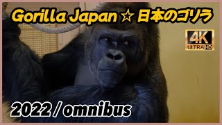 Shabani gorilla family 2022 🦍 シャバーニ一家の総集編☆東山動物園