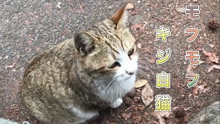 何も言わず隣にいてくれるキジ白猫さんがあったかい【猫の宿】