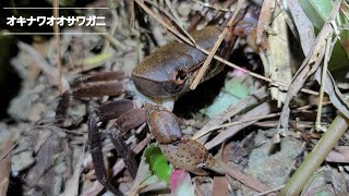 オキナワオオサワガニ(沖縄県指定希少野生動植物種)/2023.6.3