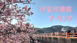 【夫婦ライダー】伊豆河津桜ツーリング【モトブログ】