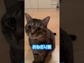 【可愛すぎるおねだり猫ピノくん！⑨猫との会話】 猫 保護猫 cat かわいい猫