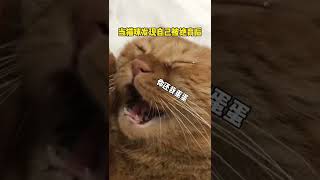 喵：“你真给别人啦” #橘猫日常 #大橘为重 #橘猪