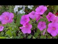 നമ്മുടെ ഗാർഡനിലെ പെറ്റൂണിയ പൂക്കൾ gardening malayalam my garden tour